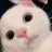 curiouswhitecat