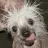 rascal_