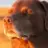 dingdog dantes