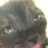 CatTheCat