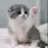 cats20