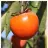 Persimmon