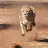 cheetah1