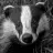 DrBadger99