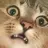 randomcat444