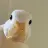 Duck Quack