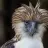 eaglestagram