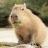 wiwww
