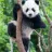 MisterKewlPanda