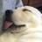 xheemsdoge
