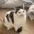 NekoAfterDark