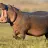 HIPPO