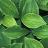 greenplantzgaming