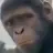 ongkaks