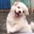 Soraxsora