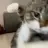 gatdog
