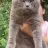 charvie
