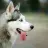 huskyy7