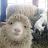 Sheepsalt