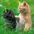 littlecat8787