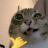 freeuser123