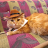 Dexz
