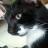 meeow