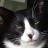 Catman