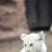 CanineDistemper