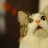 MemeCat